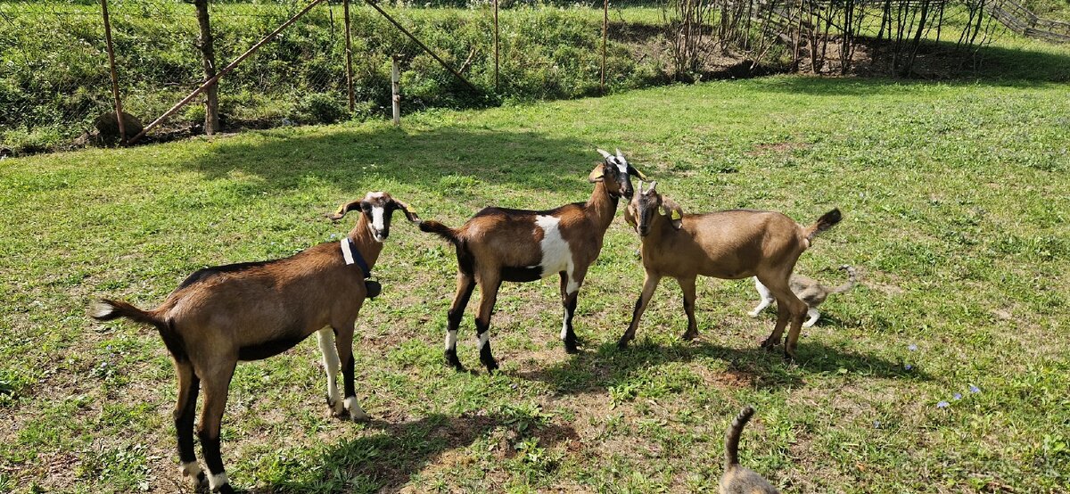 Angulobijske kozy - 5