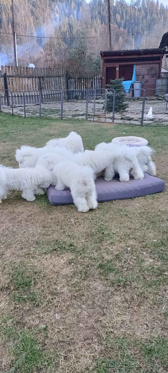 Bichon frise (bišonik) šteniatko s PP - 5