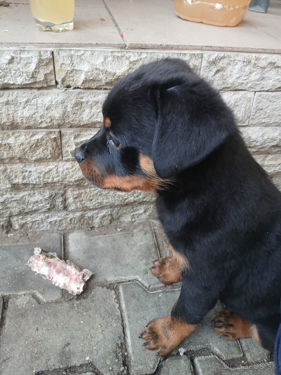 Rotvajler, rtw, rottweiler - 5