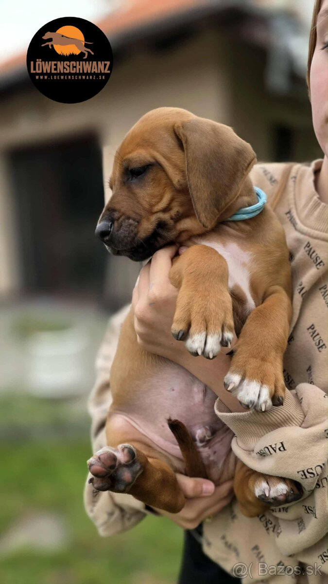 Rhodesian Ridgeback / Rodézsky ridgeback s fci PP - 5