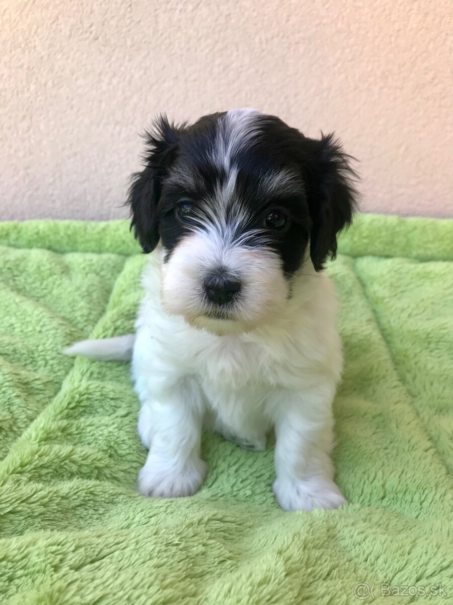 Havanský psík-Bichon havanský s PP - 5