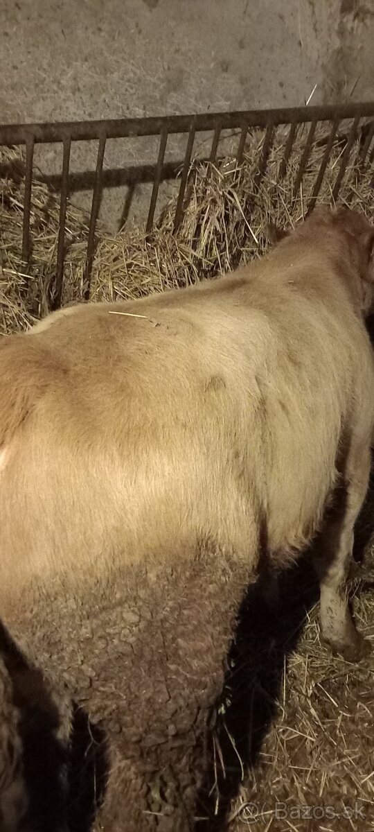 Predám býka Simental a jalovicu SS - 5