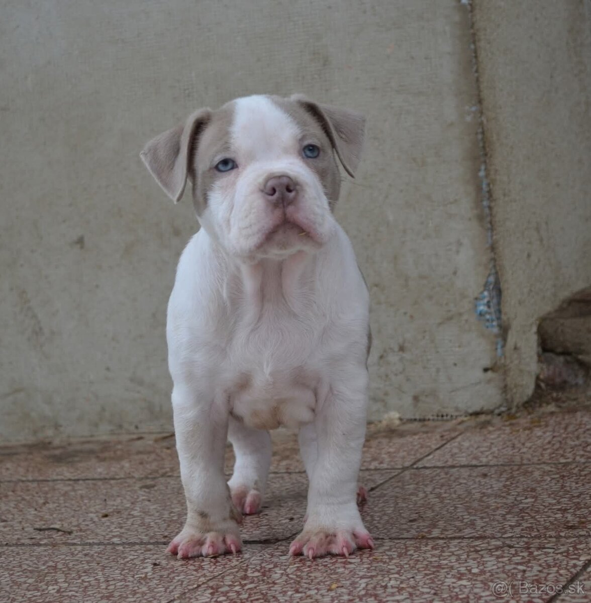 American bully pocket / standard - 5