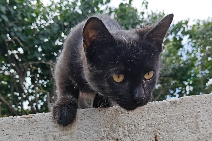 Darujem mačičky - 5