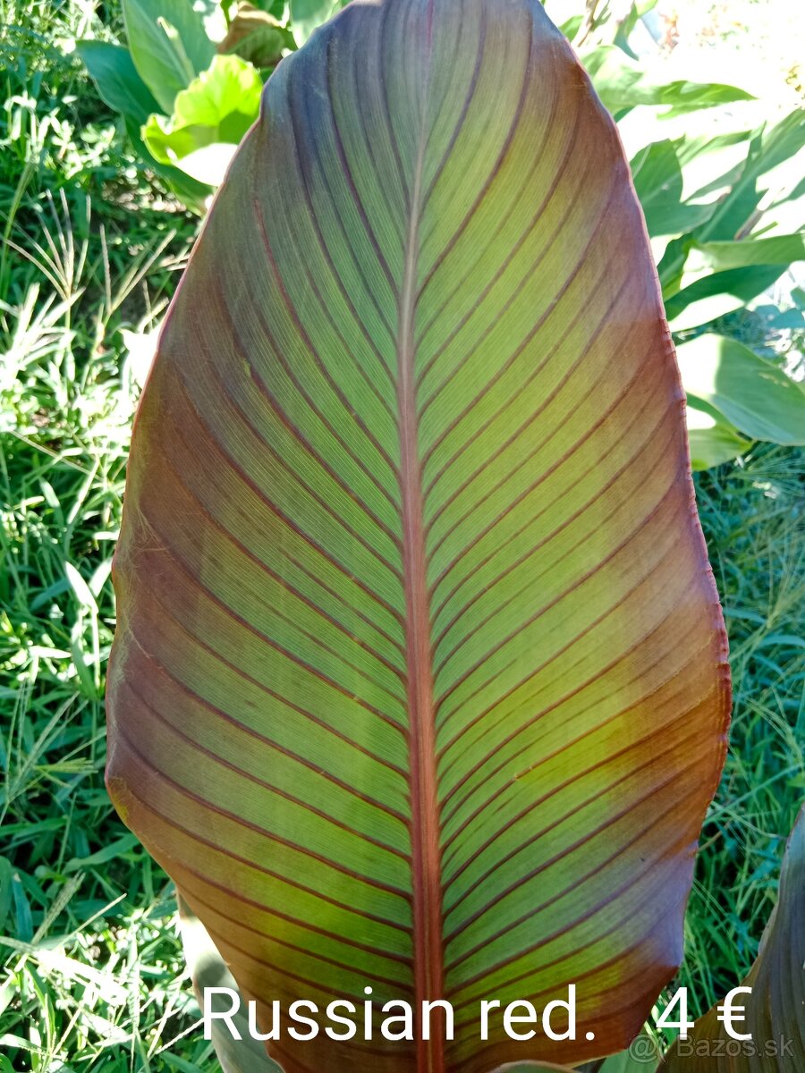 Kana indická (Canna indica) hľúzy. - 5