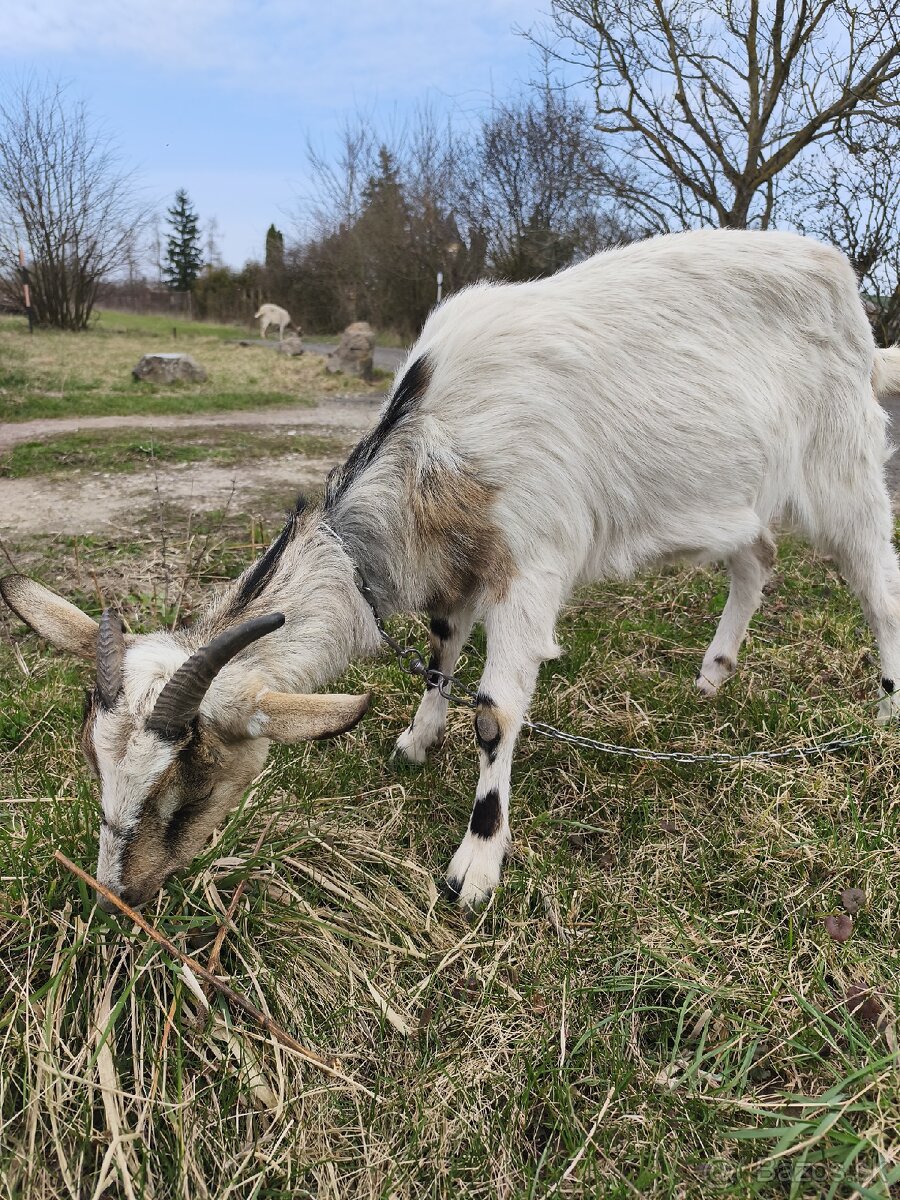 Predám kozy - 5