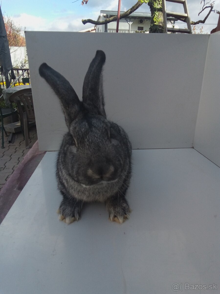 Činčila veľká - 5