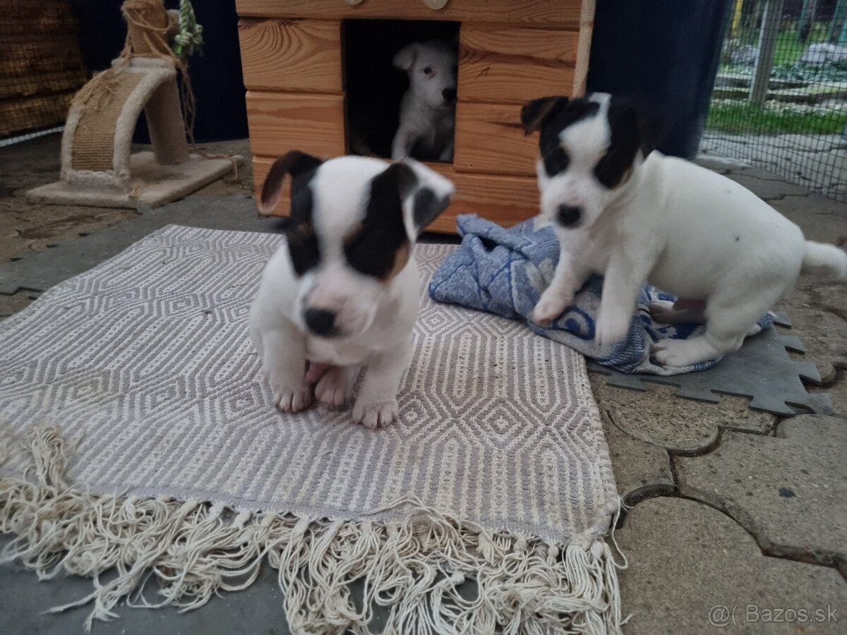 Predam štenatá Jack Russel terier - 5