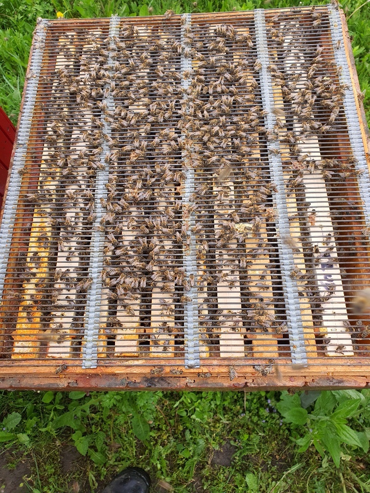 Predám prezimované produkčné včelstvá - 5