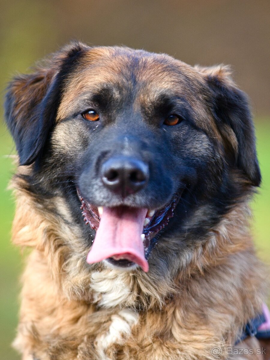 Darujem mohutnú sučku pandu - mix leonberger - 5
