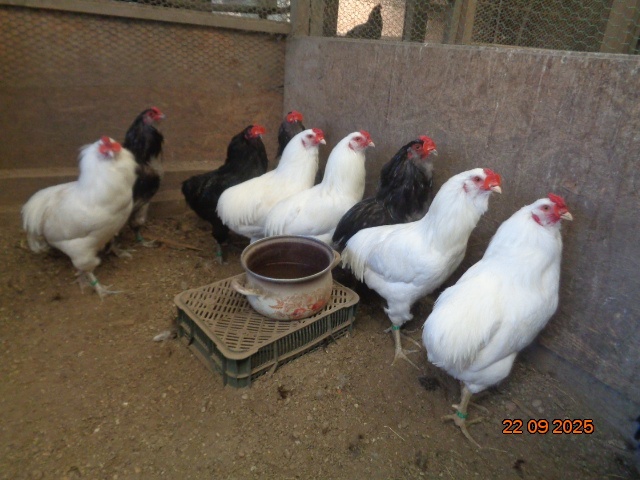 Araukany-kohúty - 5