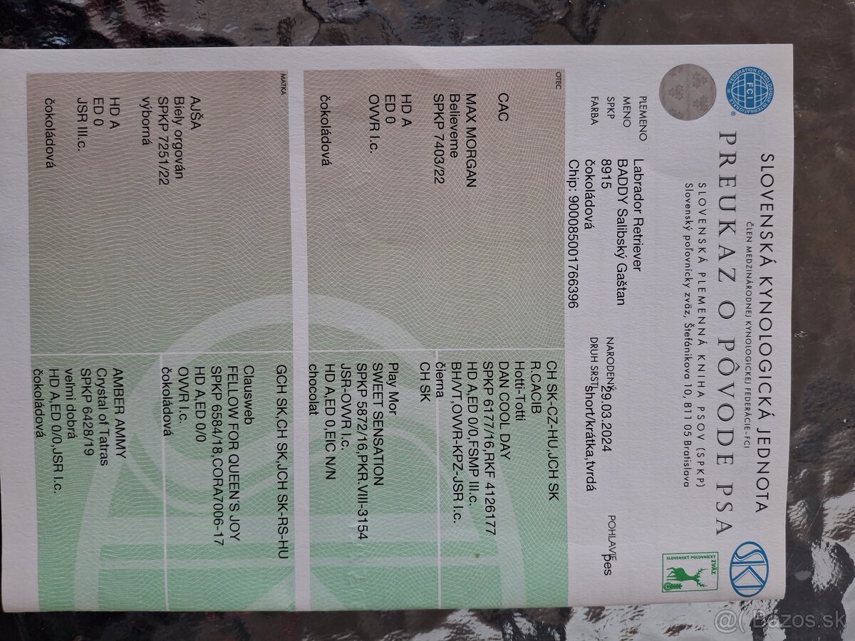 Ponúkam psa na krytie. - 5