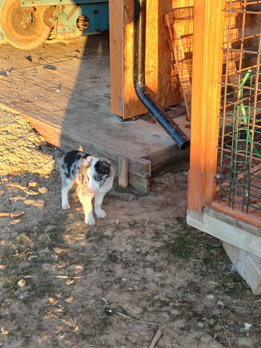 Predám border kóliu - 5