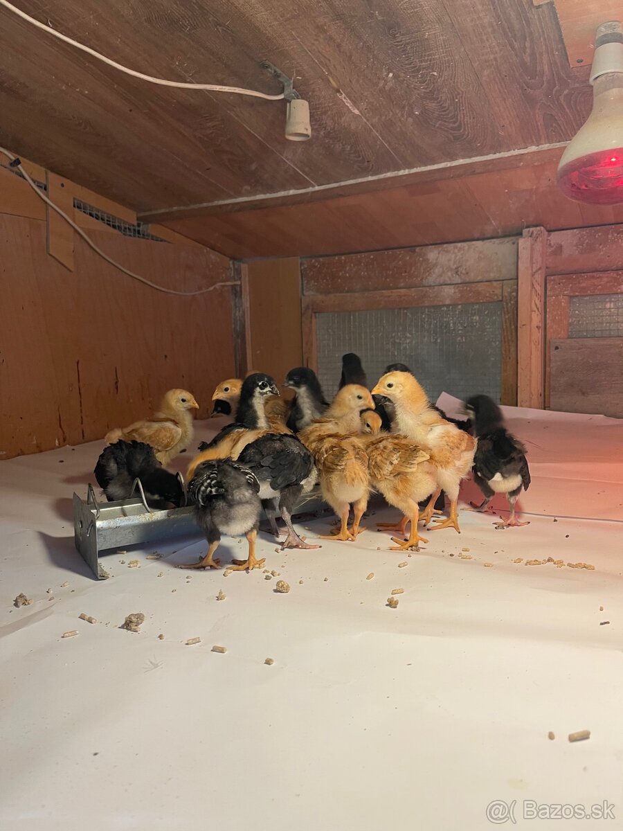 kuriatka amrox,hempšír a australorpka čierna. - 5