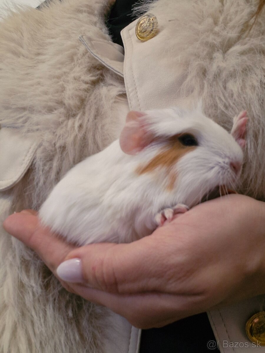 Mláďatá morciat - 5