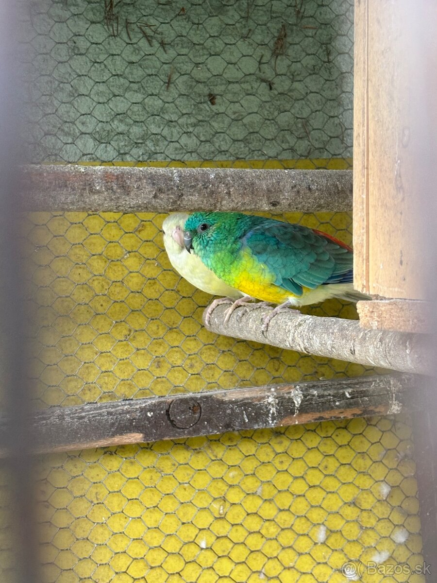 Papagáj Spevavý - 5