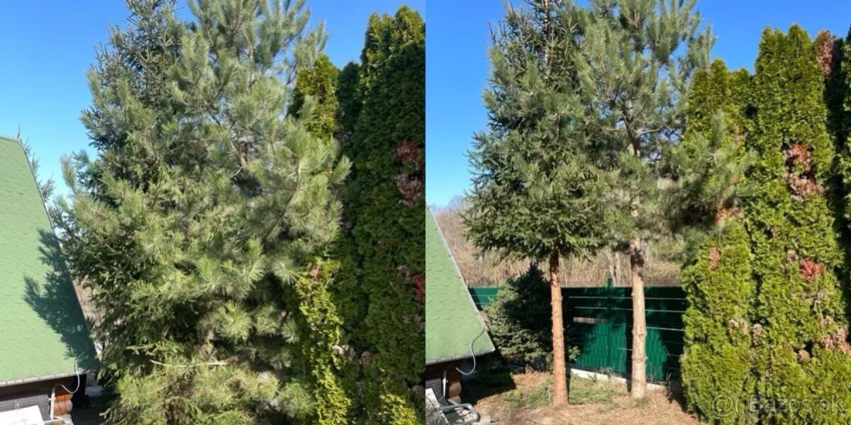 Strihanie, orez stromov a kríkov - 5