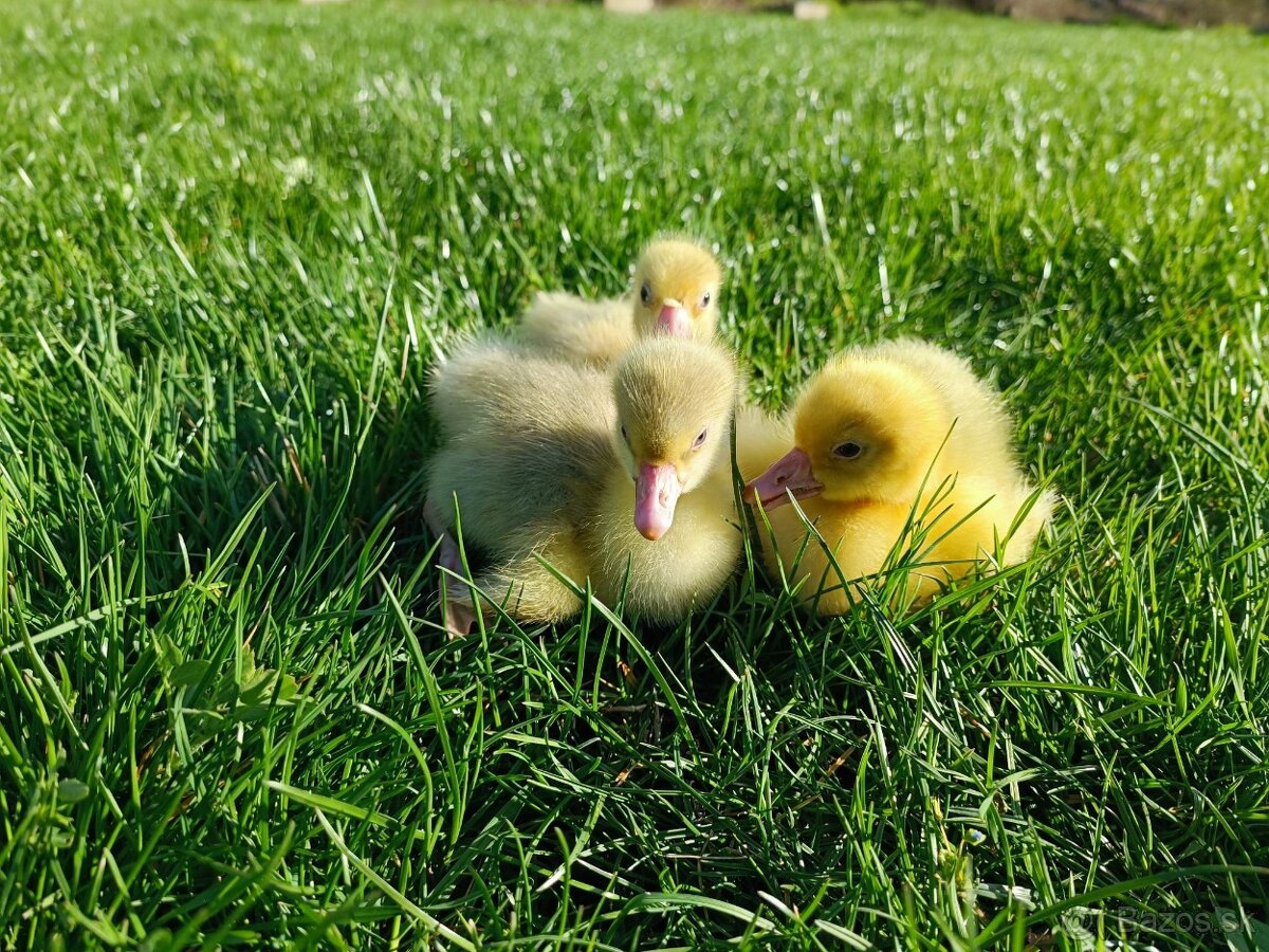 Kačky, husokačky a husi. - 5