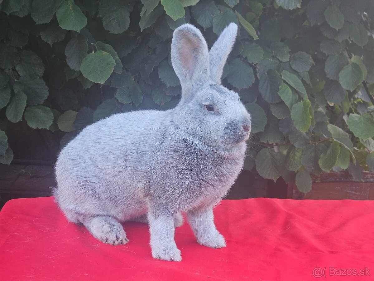 Predám králiky veľký svetlý strieborný - 5