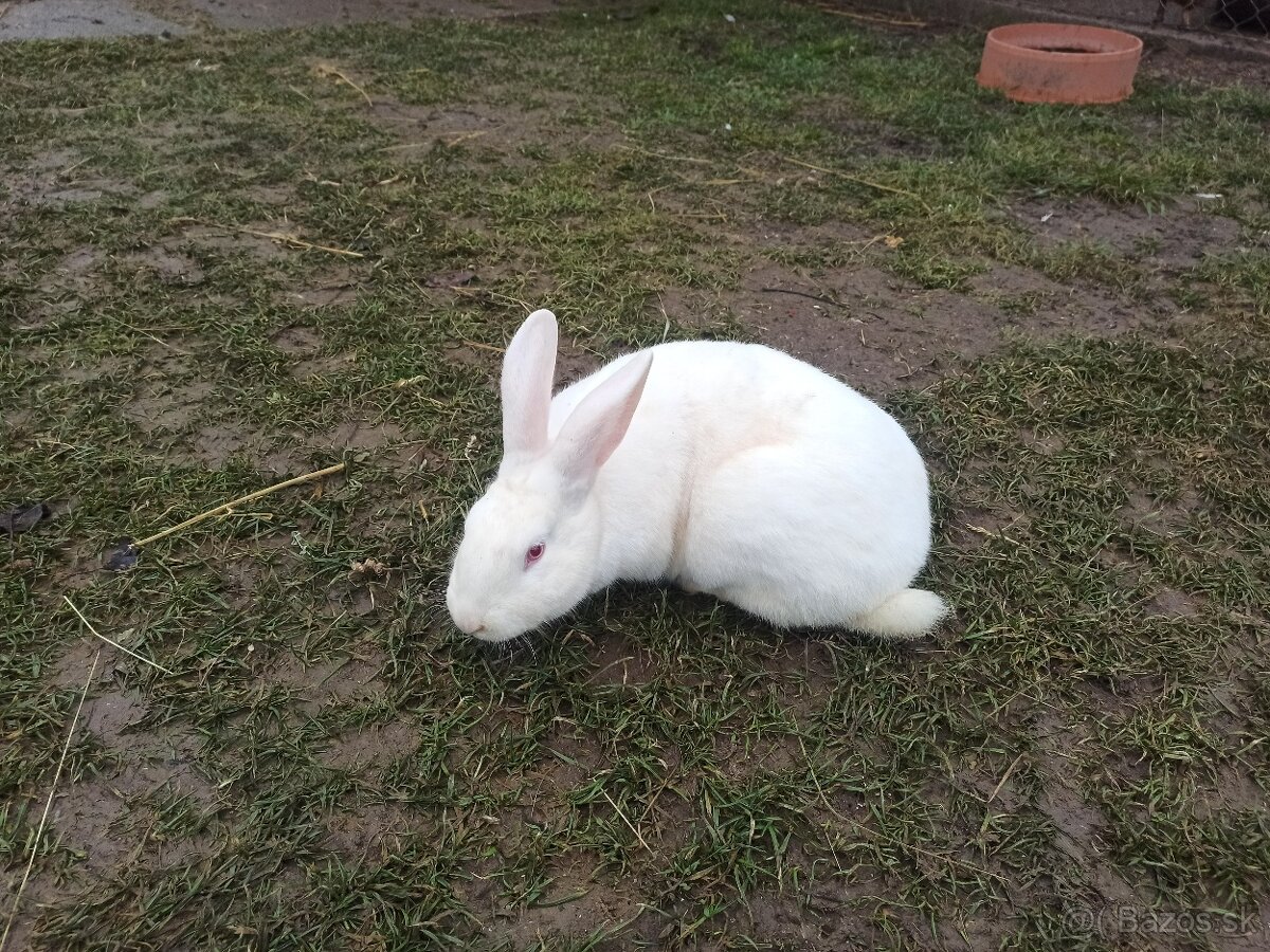 Predám samice Hyla a Hyplus - 5