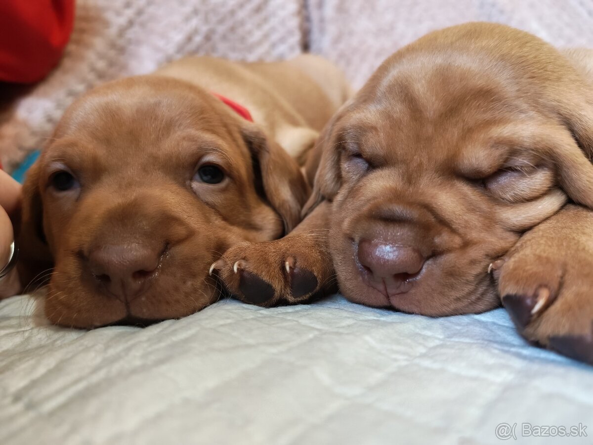 Maďarská vyžla - 5