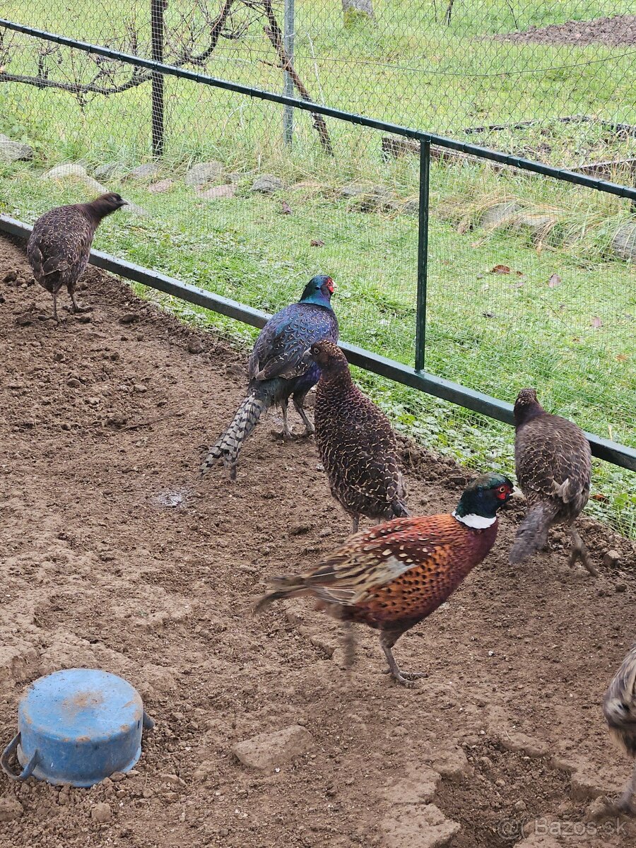 Predám bažanty Tenebrozy - 5