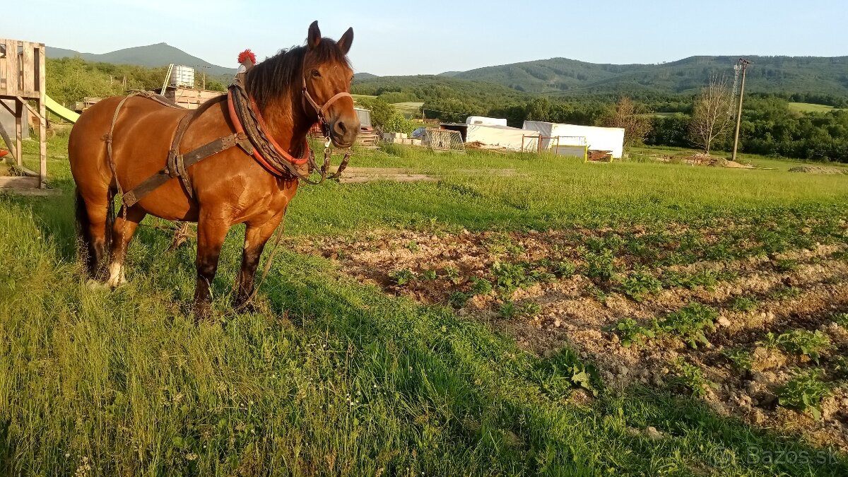 Predám ťažnu kobylu - 5