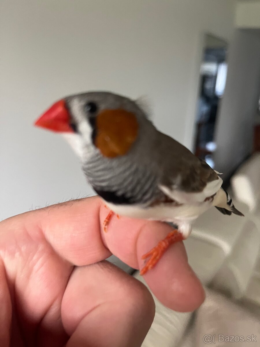 Zebrička austrálska - 5