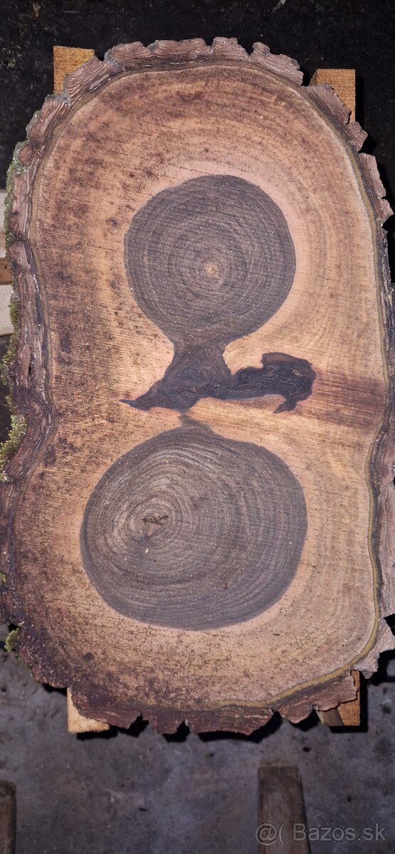 Orechové priečne rezy čerstvé - 5