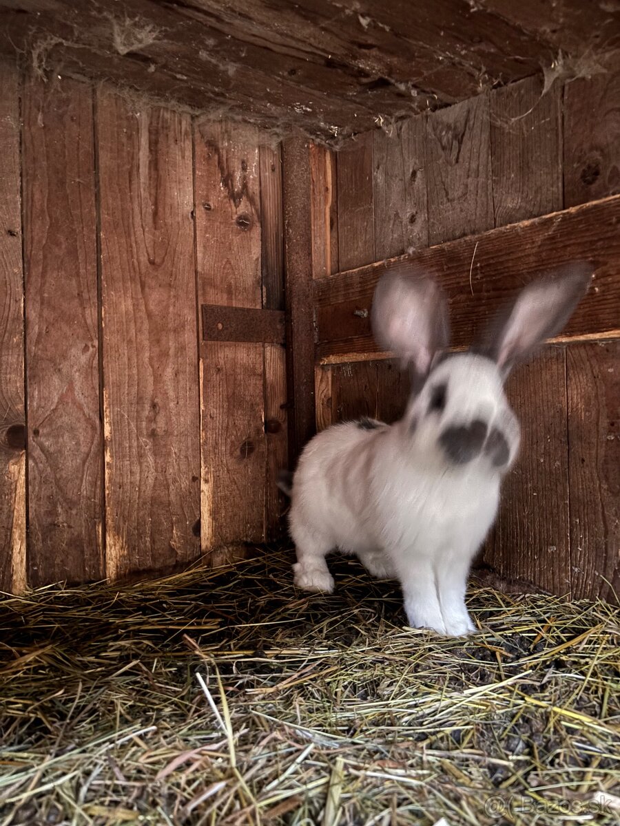 Predám králiky - 5