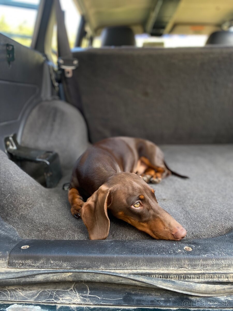 Jazvečik na kritie - 5