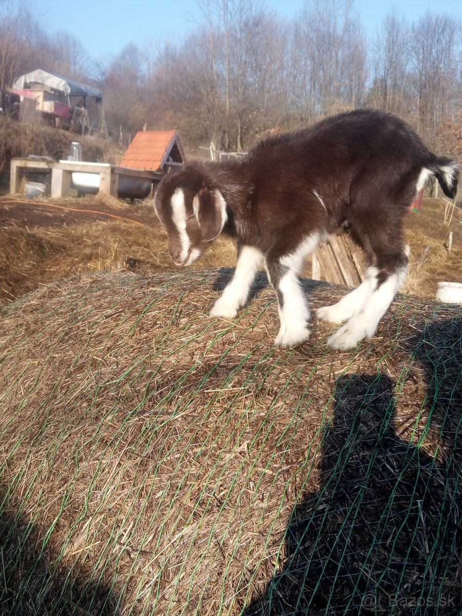 Kozliatka - 5