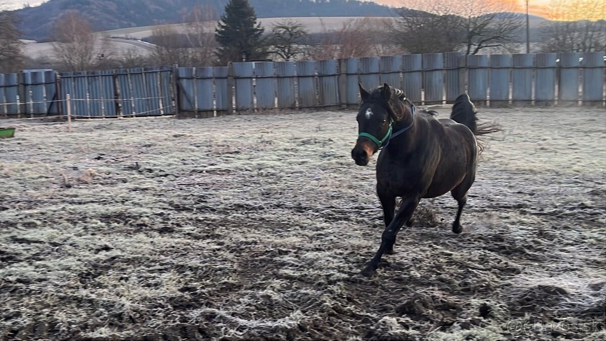 Arabský plnokrvník - 5