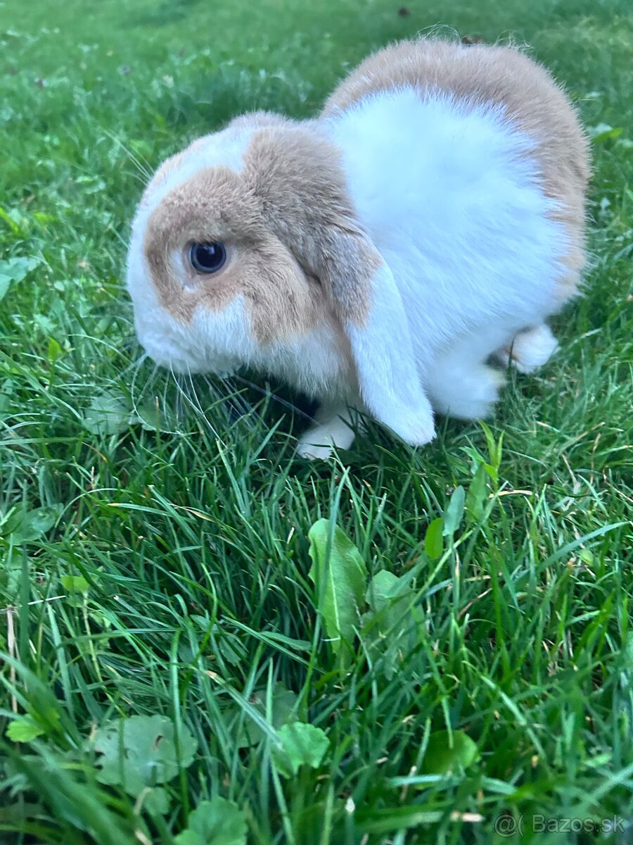 Predám zakrslých zajačikov - 5
