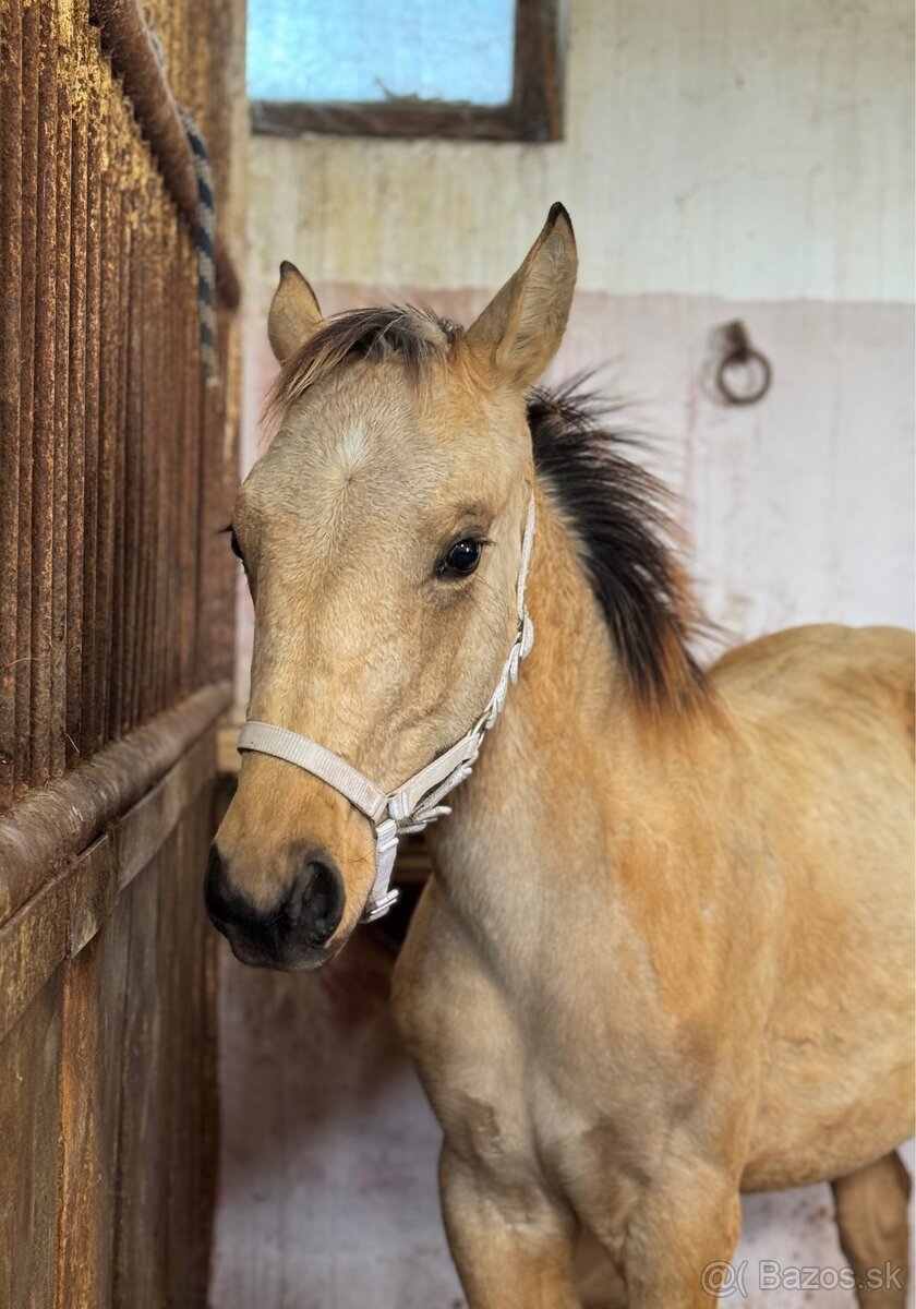Buckskin žrebček polovičný QH - 5