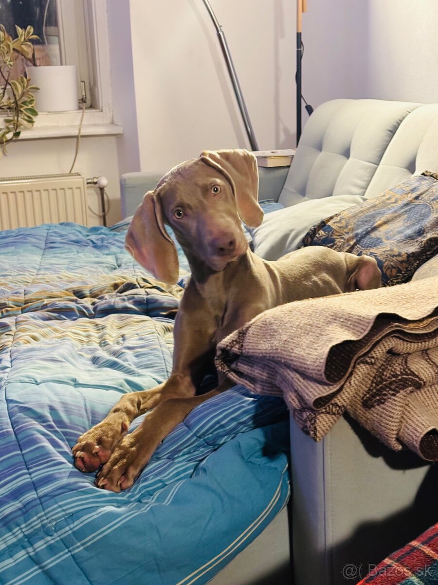 Weimarský stavač - 5