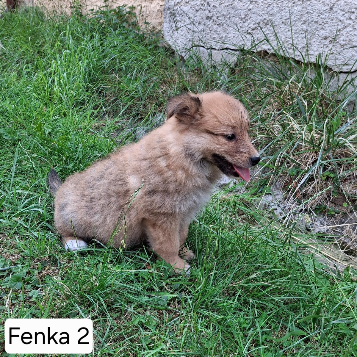 Šteniatka - 5
