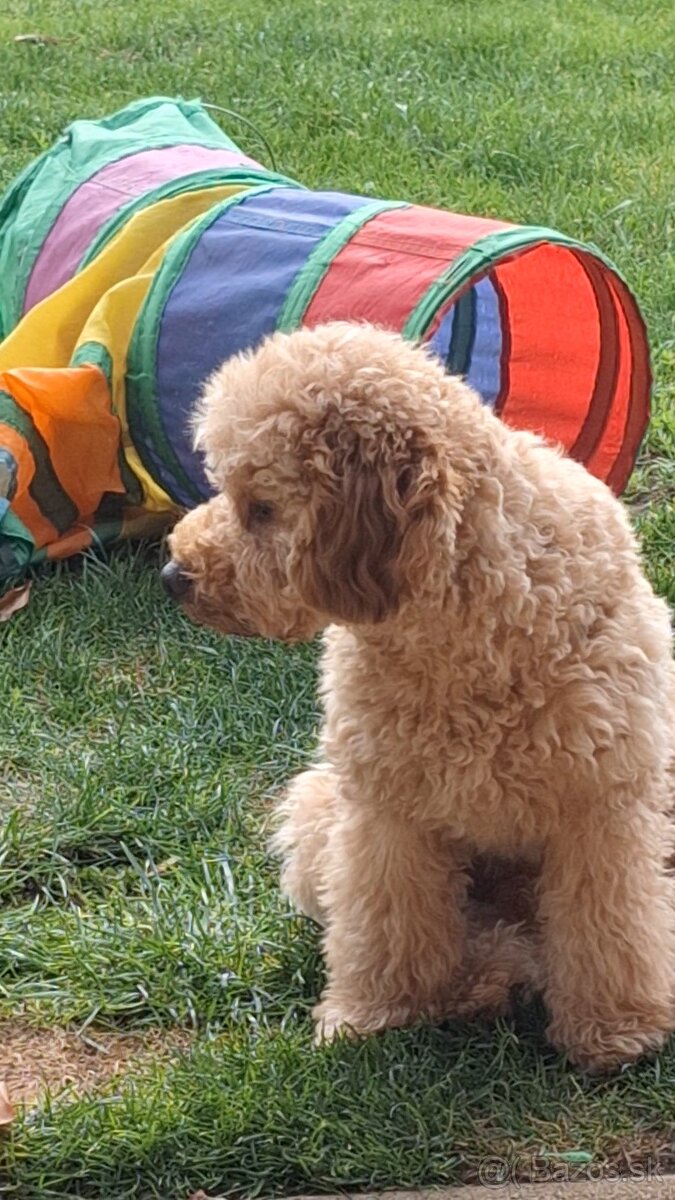 Pudlik pudel trpasličí,psík - 5