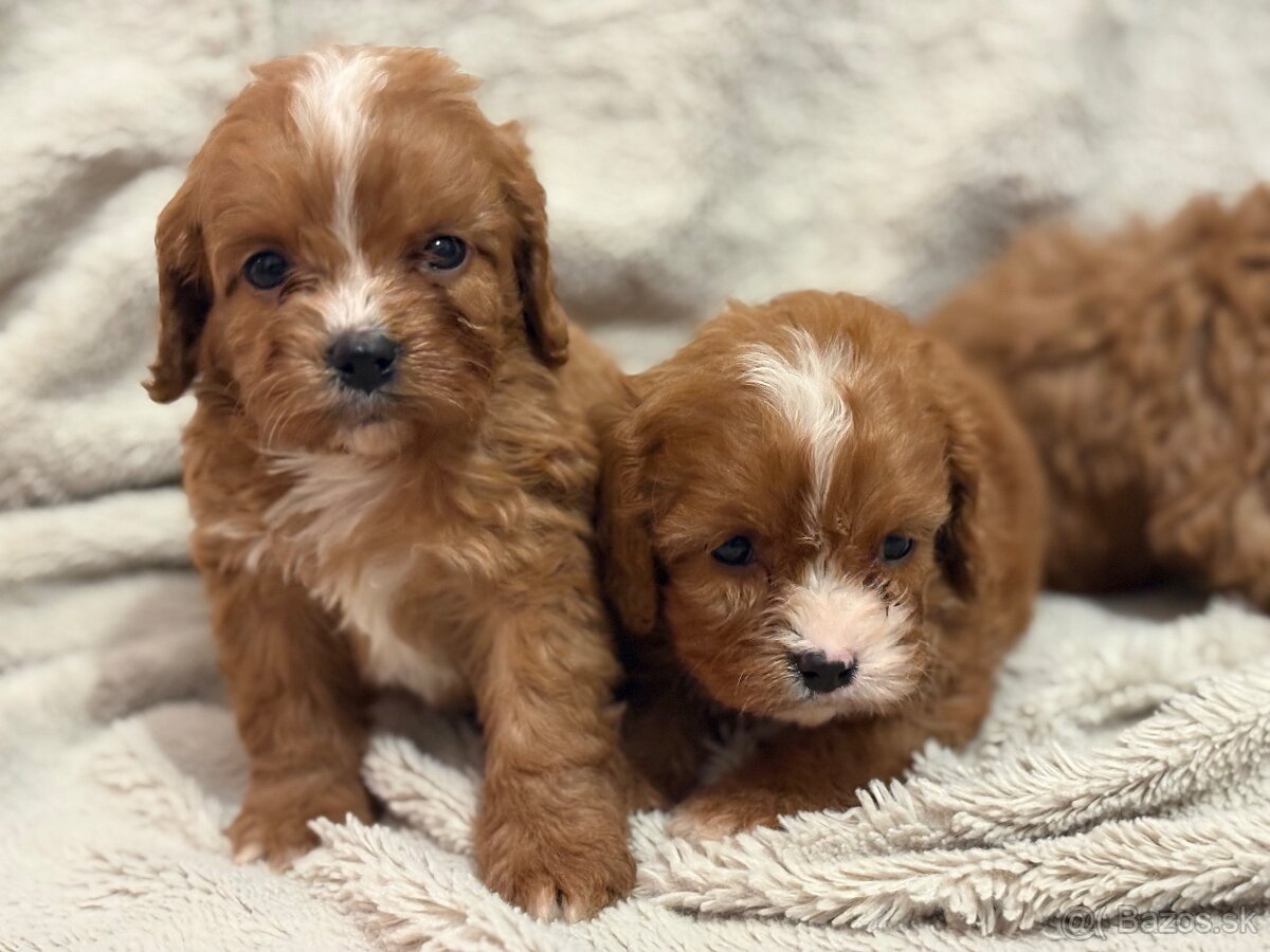 Cavapoo - 5