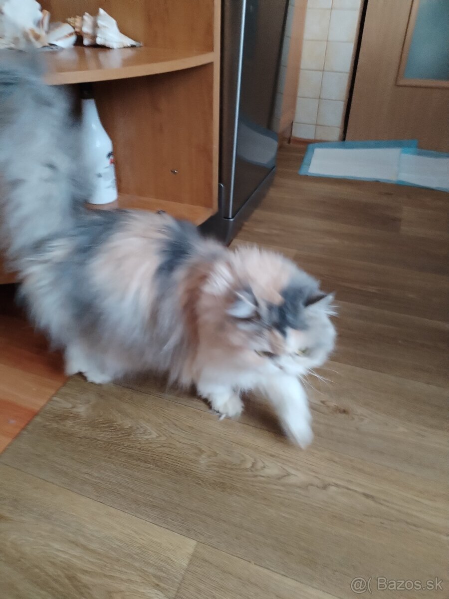 perzska a britska - 5