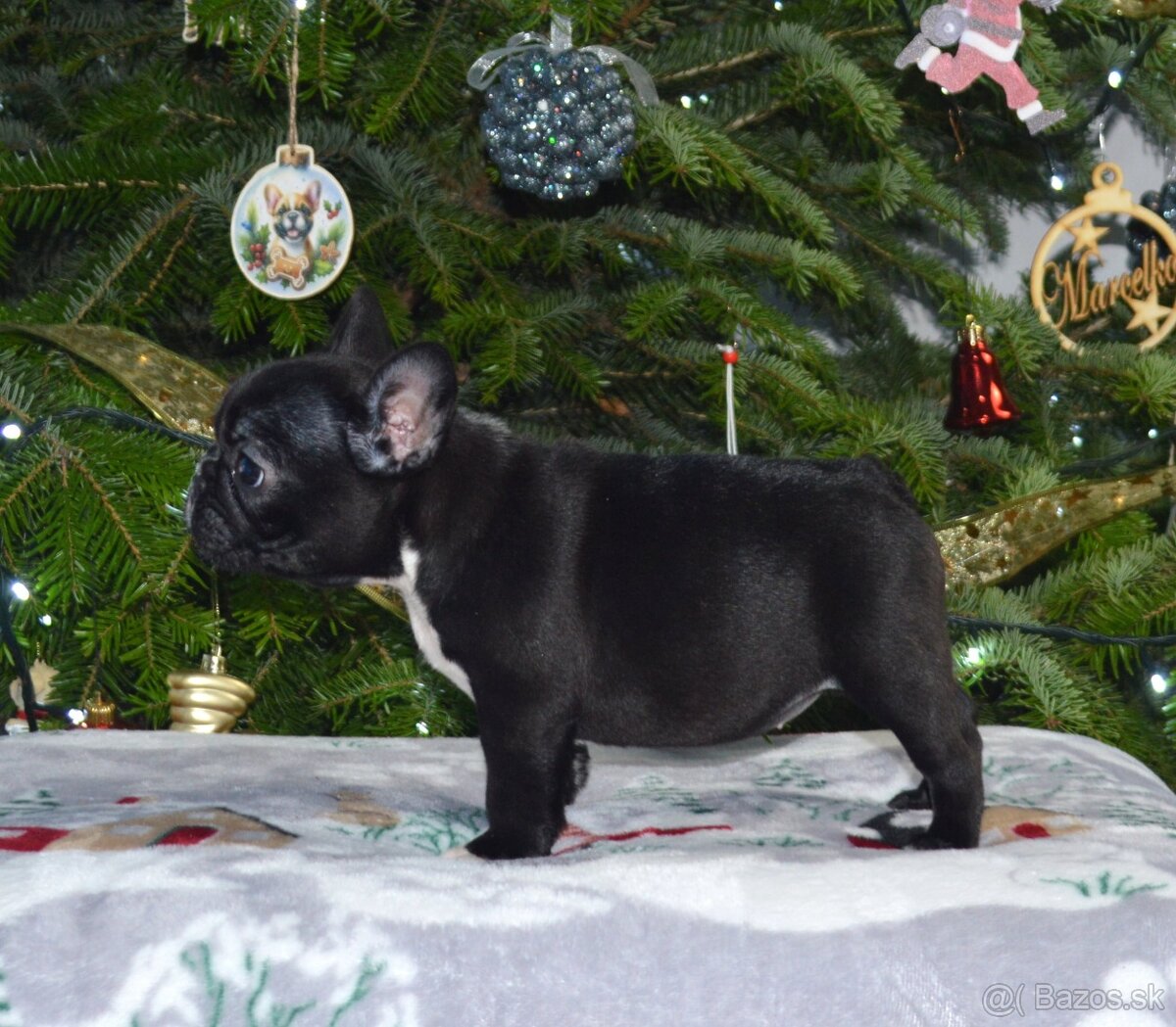 Francúzsky buldoček s PP/French bulldog - 5