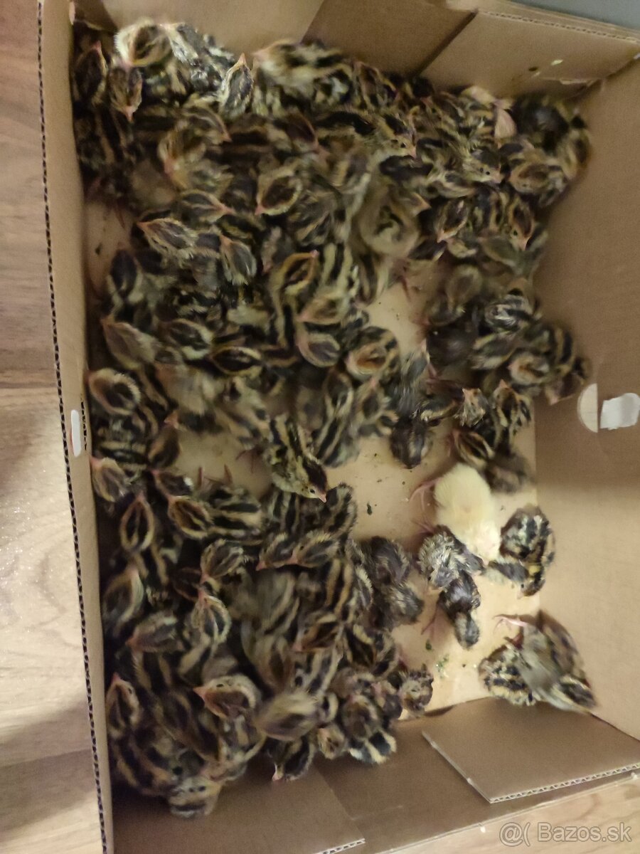 Nasadove vajíčka a konzumne - 5