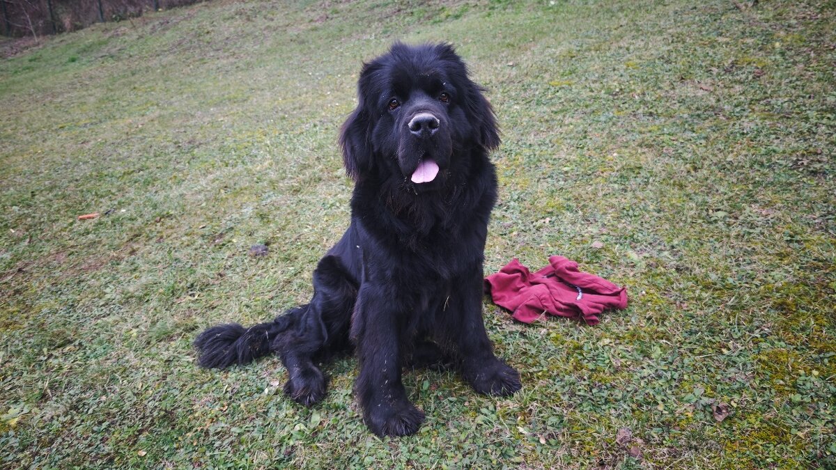 Predám novofundlandskeho psa. - 5