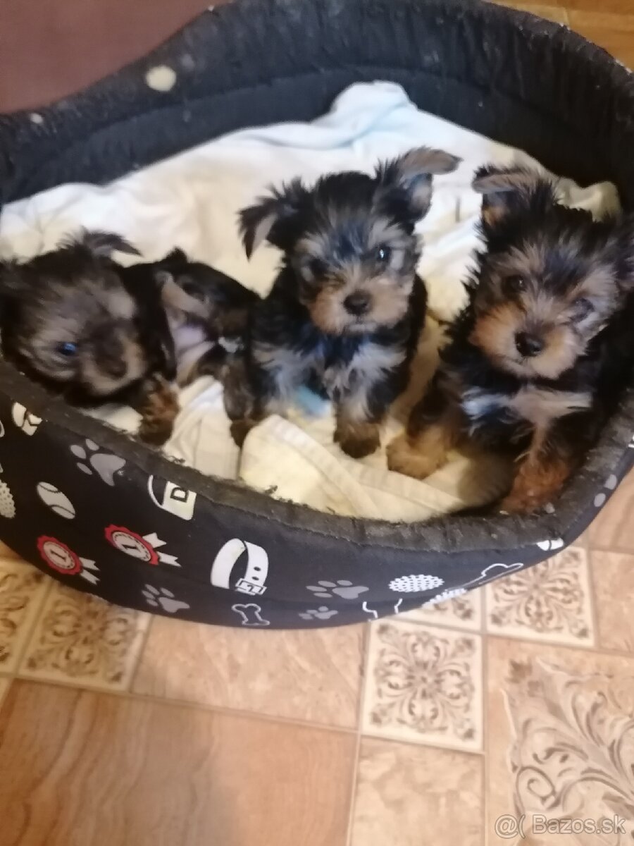 Predám yorkshirskych terierov - 5