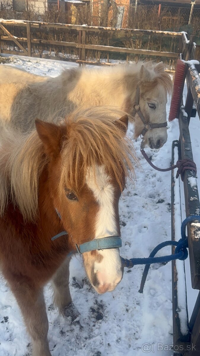 Kobylka s hříbátkem - 5