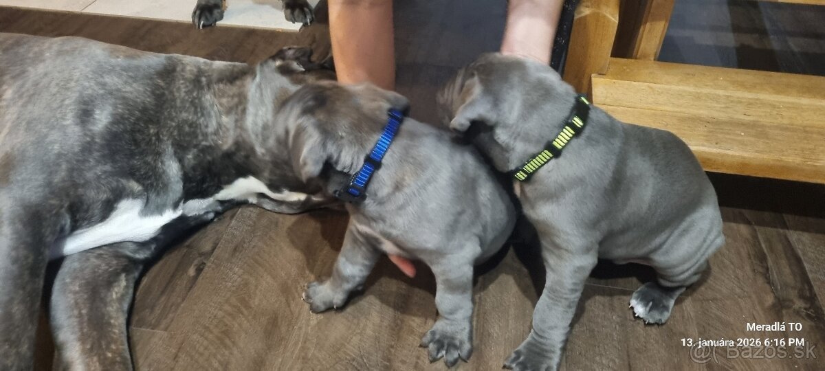 Šteniatka Cane Corso - 5