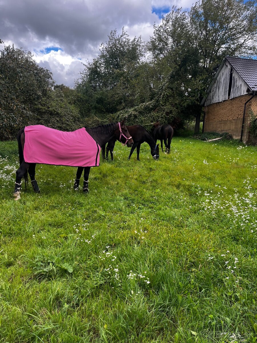 Boxové ustajnenie koní - 5