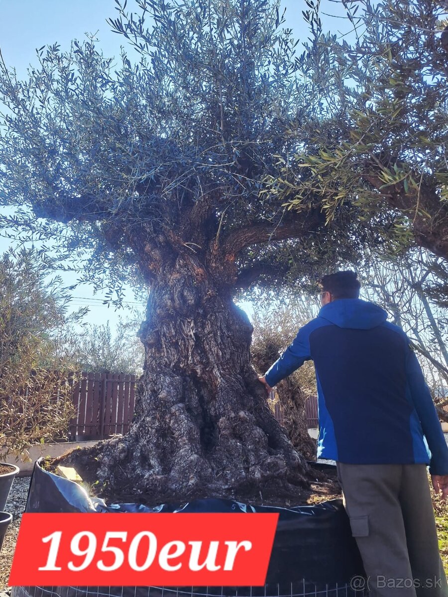 Olivovník Europea - 5