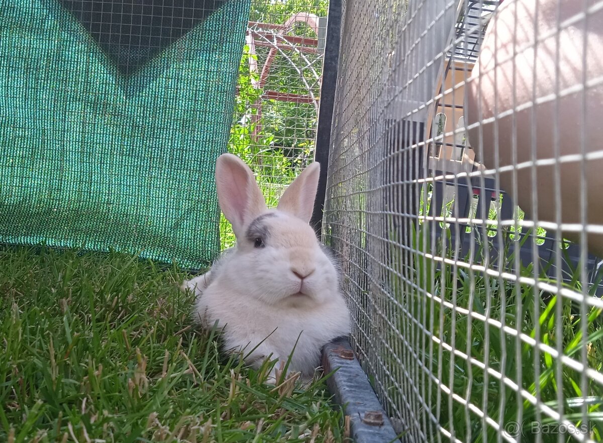 Zakrsly Kastrovany Zajacik (samcek) - 5