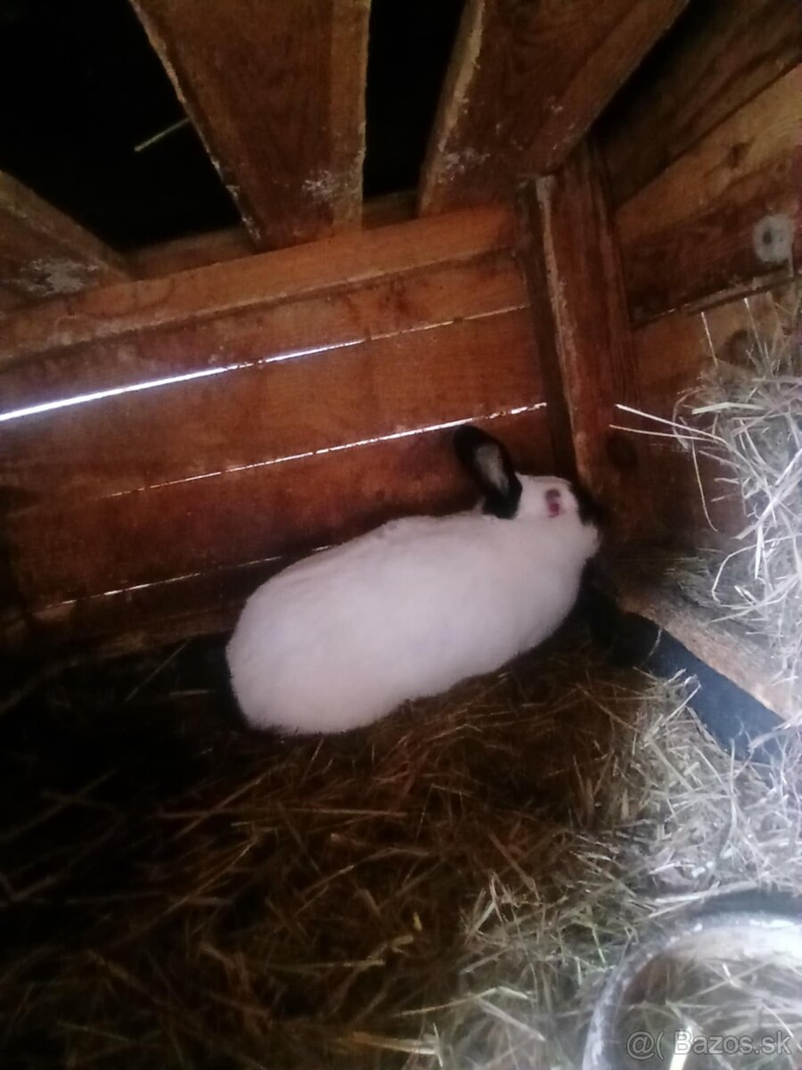 Kalifornske samice - 5